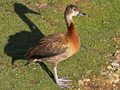 White-faced Whistling Duck x West Indian Whistling Duck hybrid